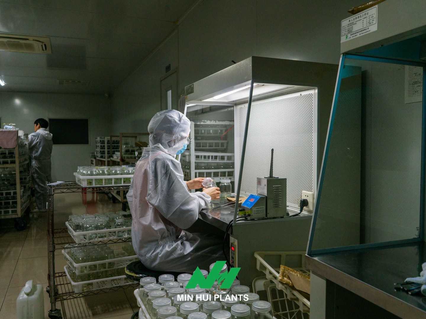 The Importance of Plant Uniformity in Wholesale and Retail Markets